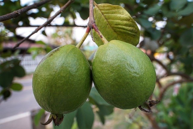 Guava for Diabetes