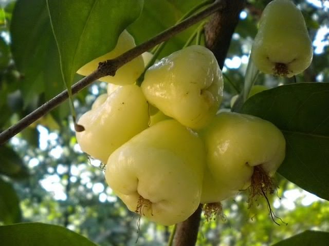 White Jamun for Diabetes