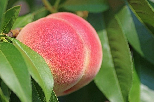 peaches and diabetes