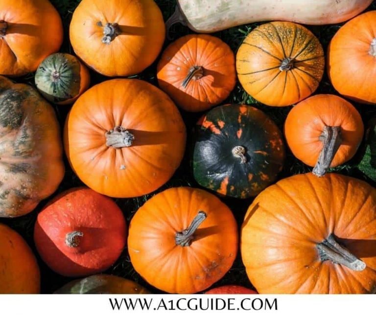 Can Diabetics Eat Pumpkin? A1CGUIDE [UPDATED]