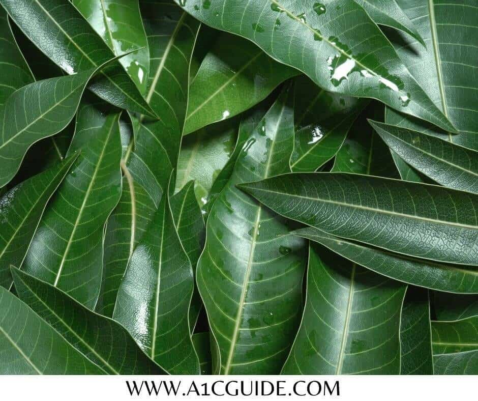 How to Prepare Mango Leaves for Diabetes - A1CGUIDE