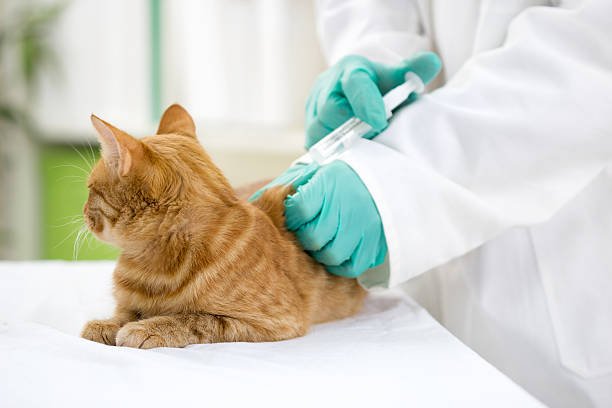 diabetic cat behavior