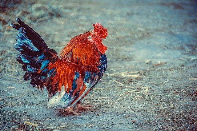 If you want to now about can chickens get diabetes then you should read our post and understand more about diabetes and chickens.