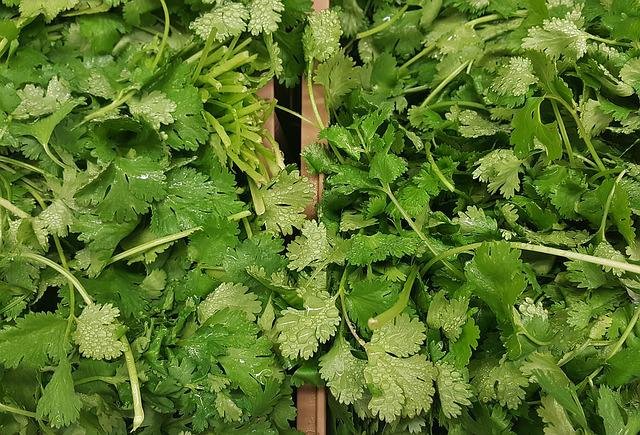 cilantro for diabetes