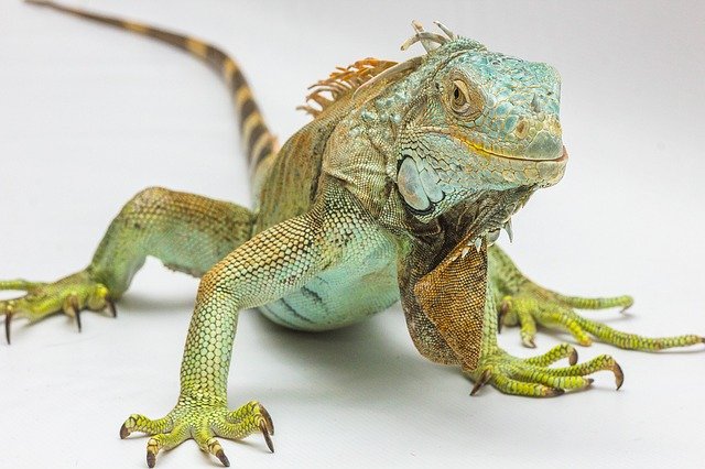 If you want to now about can reptiles get diabetes then you should read our post and understand more about diabetes and reptiles.