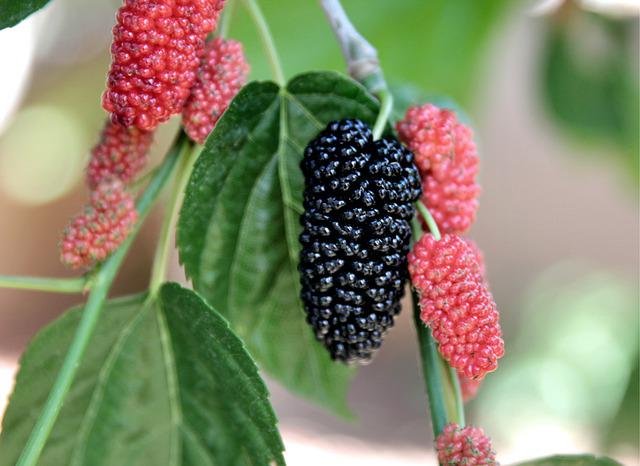 mulberries for diabetes