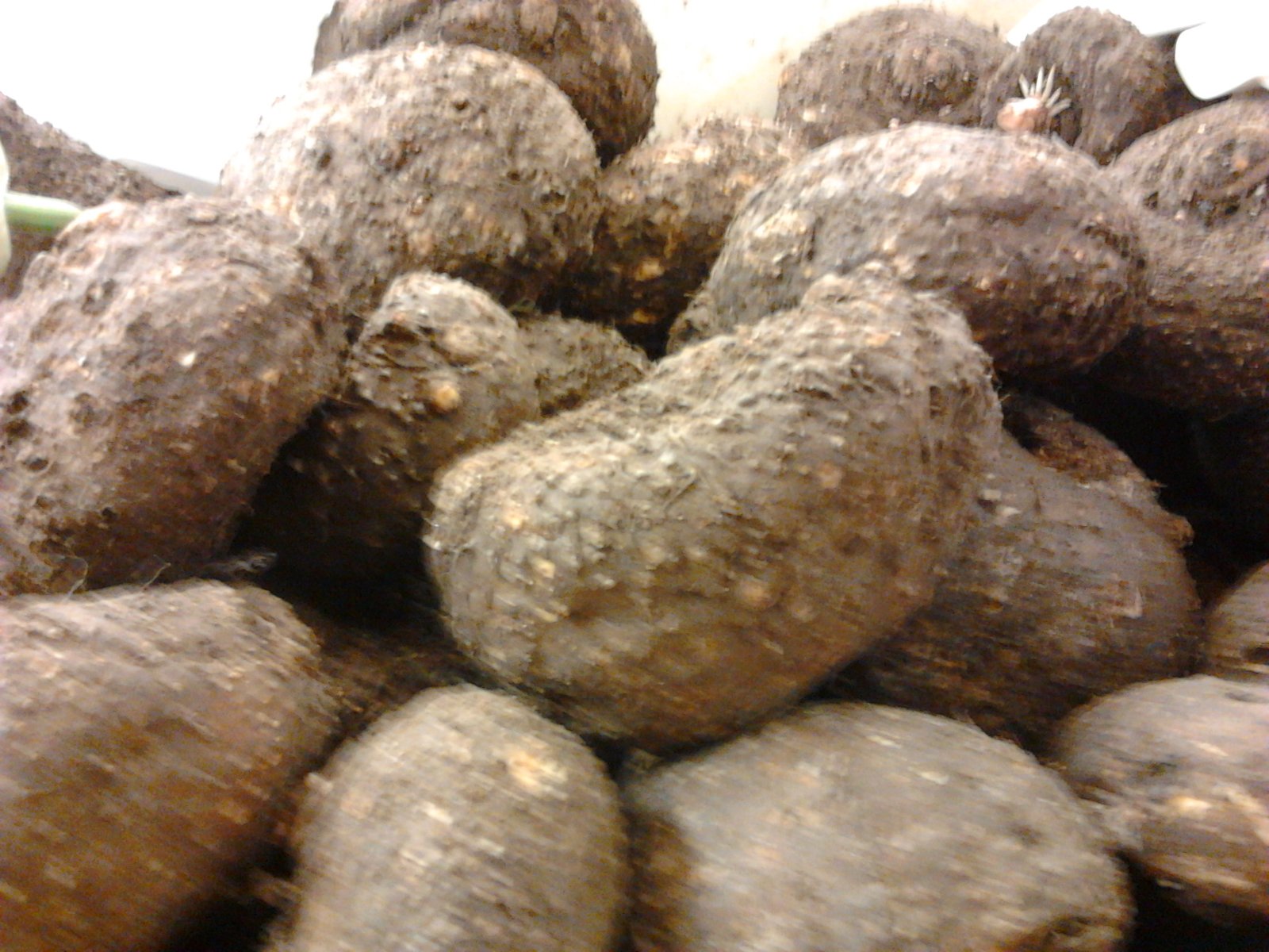 elephant foot yam for diabetes