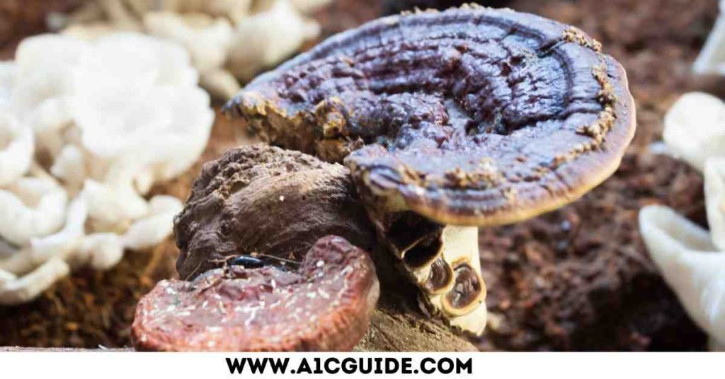 What Health Benefits Can Reishi Mushroom Offer to Diabetics?